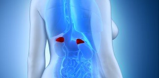 Adrenal Hastalıkları ve Addison Hastalığı Nedir ?